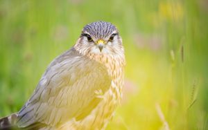 Preview wallpaper red-tailed hawk, hawk, bird, predator