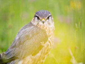 Preview wallpaper red-tailed hawk, hawk, bird, predator