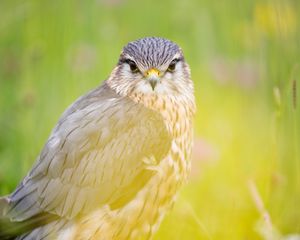 Preview wallpaper red-tailed hawk, hawk, bird, predator