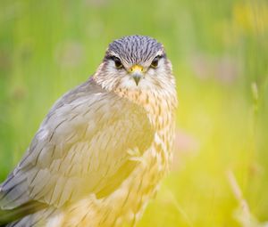 Preview wallpaper red-tailed hawk, hawk, bird, predator