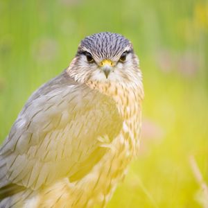 Preview wallpaper red-tailed hawk, hawk, bird, predator