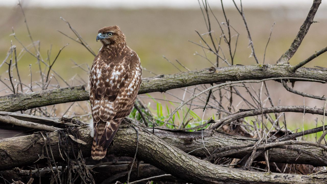 Wallpaper red-tailed hawk, hawk, bird, predator, branches