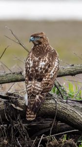 Hawk, Bird, Predator, Flight, Sky, Minimalism - iPhone Minimalist Hawk,  Cool Hawk HD phone wallpaper | Pxfuel