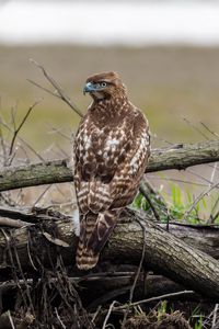 Preview wallpaper red-tailed hawk, hawk, bird, predator, branches