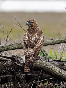 Preview wallpaper red-tailed hawk, hawk, bird, predator, branches