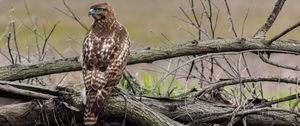 Preview wallpaper red-tailed hawk, hawk, bird, predator, branches