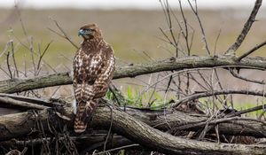 Preview wallpaper red-tailed hawk, hawk, bird, predator, branches