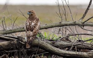 Preview wallpaper red-tailed hawk, hawk, bird, predator, branches