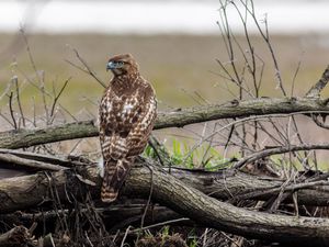 Preview wallpaper red-tailed hawk, hawk, bird, predator, branches