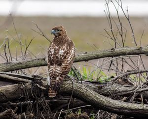 Preview wallpaper red-tailed hawk, hawk, bird, predator, branches