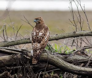 Preview wallpaper red-tailed hawk, hawk, bird, predator, branches