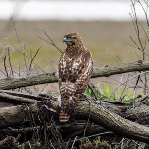 Preview wallpaper red-tailed hawk, hawk, bird, predator, branches