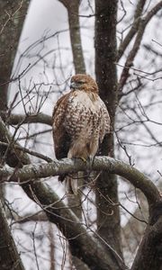 Preview wallpaper red-tailed hawk, hawk, bird, brown, branch