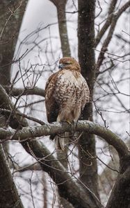 Preview wallpaper red-tailed hawk, hawk, bird, brown, branch