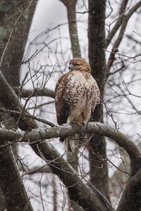 Preview wallpaper red-tailed hawk, hawk, bird, brown, branch