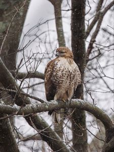 Preview wallpaper red-tailed hawk, hawk, bird, brown, branch