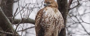 Preview wallpaper red-tailed hawk, hawk, bird, brown, branch