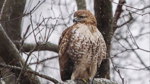 Preview wallpaper red-tailed hawk, hawk, bird, brown, branch