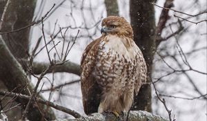 Preview wallpaper red-tailed hawk, hawk, bird, brown, branch