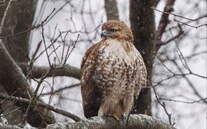 Preview wallpaper red-tailed hawk, hawk, bird, brown, branch