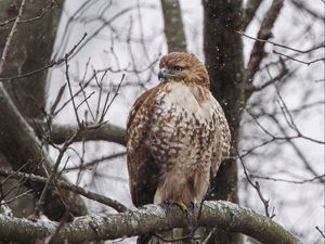 Preview wallpaper red-tailed hawk, hawk, bird, brown, branch