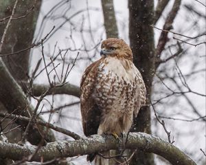 Preview wallpaper red-tailed hawk, hawk, bird, brown, branch