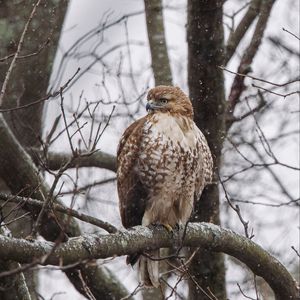 Preview wallpaper red-tailed hawk, hawk, bird, brown, branch