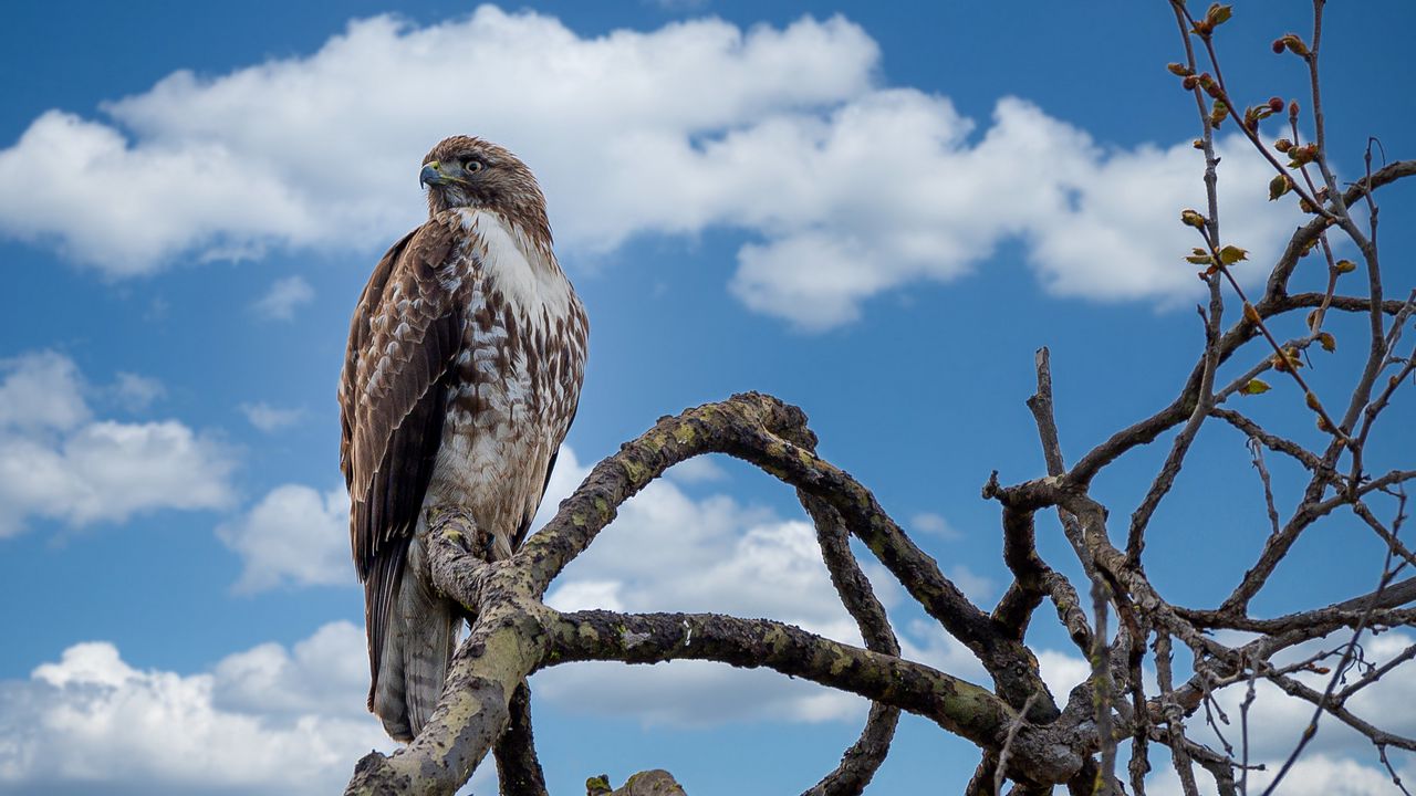 Wallpaper red-tailed hawk, hawk, bird, branch