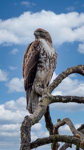 Preview wallpaper red-tailed hawk, hawk, bird, branch