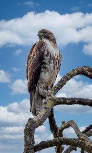 Preview wallpaper red-tailed hawk, hawk, bird, branch