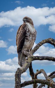 Preview wallpaper red-tailed hawk, hawk, bird, branch