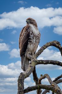 Preview wallpaper red-tailed hawk, hawk, bird, branch