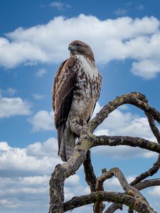 Preview wallpaper red-tailed hawk, hawk, bird, branch