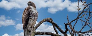 Preview wallpaper red-tailed hawk, hawk, bird, branch