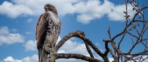 Preview wallpaper red-tailed hawk, hawk, bird, branch