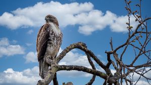 Preview wallpaper red-tailed hawk, hawk, bird, branch