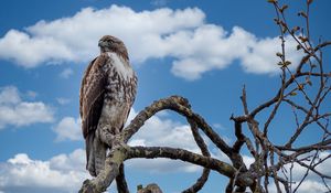 Preview wallpaper red-tailed hawk, hawk, bird, branch