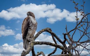 Preview wallpaper red-tailed hawk, hawk, bird, branch