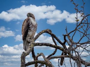 Preview wallpaper red-tailed hawk, hawk, bird, branch