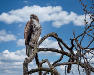 Preview wallpaper red-tailed hawk, hawk, bird, branch