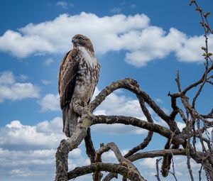 Preview wallpaper red-tailed hawk, hawk, bird, branch