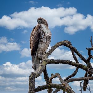 Preview wallpaper red-tailed hawk, hawk, bird, branch