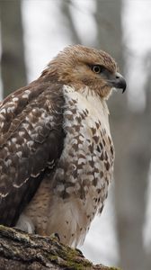 Preview wallpaper red-tailed hawk, hawk, bird, feathers