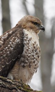 Preview wallpaper red-tailed hawk, hawk, bird, feathers