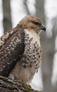 Preview wallpaper red-tailed hawk, hawk, bird, feathers