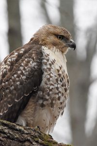 Preview wallpaper red-tailed hawk, hawk, bird, feathers