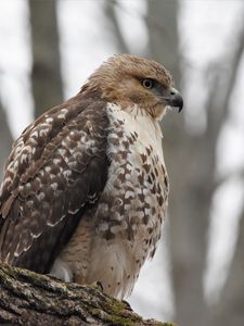 Preview wallpaper red-tailed hawk, hawk, bird, feathers