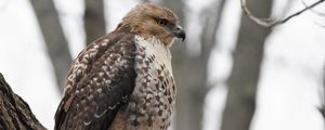 Preview wallpaper red-tailed hawk, hawk, bird, feathers