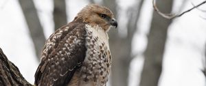 Preview wallpaper red-tailed hawk, hawk, bird, feathers