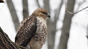 Preview wallpaper red-tailed hawk, hawk, bird, feathers